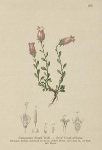 Zois kellokukka (Campanula Zoysii) tekijältä German School