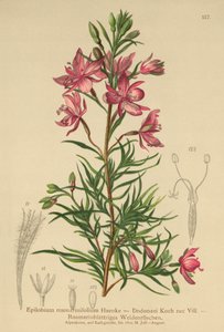 rosmariinilehtinen pajuherukka (Epilobium rosmarinifolium, Epilobium Dodonaei) tekijältä German School