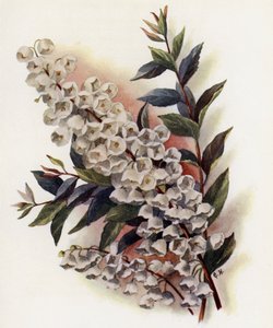 Andromeda Beautiful vastaan ​​Cassinefolia