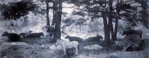 Jackassin Patos tekijältä Gertrude Käsebier