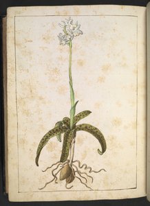 Kasvi, jossa on valkoiset terälehdet, Gherardo Cibon teoksesta "Paintings of Flora of the Roman States", Add MS 22333, f173v, n. 1564-84 (akvarelli ja guassi paperille) tekijältä Gherardo Cibo