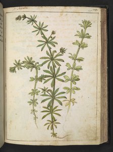 Vihreitä lehtiä sisältävä kasvi, Gherardo Cibon "Paintings of Flora of the Roman States", Add MS 22333, f125r, n. 1564-84 (akvarelli ja guassi paperille) tekijältä Gherardo Cibo