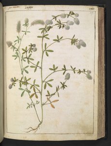 Kasvi, jossa on valkoiset kukat. , Gherardo Cibon "Paintings of Flora of the Roman States", Lisää MS 22333, f117r, n. 1564-84 (akvarelli ja guassi paperille) tekijältä Gherardo Cibo
