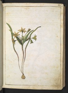 Keltainen kasvi, Gherardo Cibon "Paintings of Flora of the Roman States", Add MS 22333, f036r, n. 1564-84 (akvarelli & guassi paperille) tekijältä Gherardo Cibo