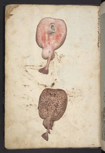 Lisää MS 22333, Paintings of flora of the Roman State, n. 1564-1584 (akvarelli & guassi paperille) tekijältä Gherardo Cibo