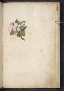 Lisää MS 22333 f61r, Blossom, julkaisusta Paintings of flora of the Roman States, n. 1564-84 (akvarelli ja guassi paperille) tekijältä Gherardo Cibo