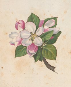 Lisää MS 22333 f.61r, Blossom, julkaisusta Paintings of flora of the Roman States, n. 1564-1584 (akvarelli ja guassi paperille)