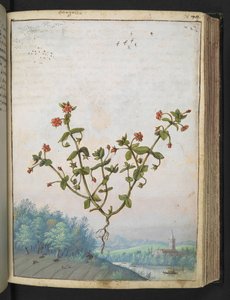 Anagalis arvensis: punakukkainen kasvi, Gherardo Cibon "Paintings of Flora of the Roman States" -julkaisusta, Add MS 22333, f074r, n. 1564-84 (akvarelli ja guassi paperille) tekijältä Gherardo Cibo