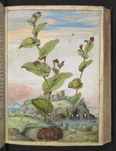 Aristolochia rotunda: Hedelmäkasvi, Gherardo Cibon "Maalauksia Rooman valtioiden kasvillisuudesta", Lisää MS 22333, f078r, n. 1564-84 (akvarelli ja guassi paperille) tekijältä Gherardo Cibo