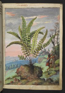Asplenium trichomanes, Gherardo Cibon "Paintings of Flora of the Roman States", Add MS 22333, f016r, n. 1564-84 (akvarelli ja guassi paperille) tekijältä Gherardo Cibo