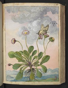 Bellis perennis, Gherardo Cibon "Paintings of Flora of the Roman States", Add MS 22333, f067r, n. 1564-84 (akvarelli & guassi paperille) tekijältä Gherardo Cibo