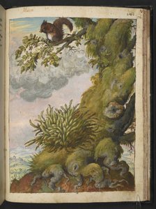 Bryofyytti (sammale) ja orava istumassa puun oksalla, Gherardo Cibon "Paintings of Flora of the Flora of the Roman States", Add MS 22333, f172r, c.1564-84 (akvarelli & guassi paperille) tekijältä Gherardo Cibo