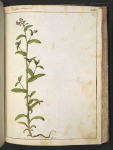 Buglossa, Anchusa azurea (Loddon Royalist), Gherardo Cibon teoksesta "Paintings of Flora of the Roman States", Lisää MS 22333, f153r, n. 1564-84 (akvarelli ja guassi paperille) tekijältä Gherardo Cibo