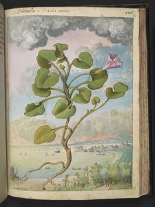 Calystegia soldanella, Gherardo Cibon "Paintings of Flora of the Roman States", Add MS 22333, f150r, n. 1564-84 (akvarelli & guassi paperille) tekijältä Gherardo Cibo