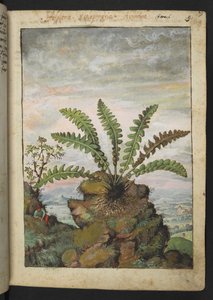 Ceterach officinarum, Gherardo Cibon "Paintings of Flora of the Roman States", Add MS 22333, f013r, n. 1564-84 (akvarelli ja guassi paperille) tekijältä Gherardo Cibo