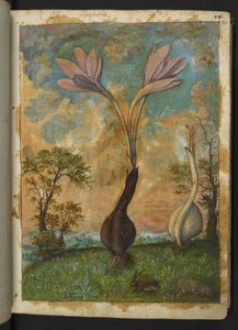 Colchicum autumnale, Gherardo Cibon "Maalauksia Rooman valtioiden kasvillisuudesta", Lisää MS 22333, f022r, n. 1564-84 (akvarelli ja guassi paperille) tekijältä Gherardo Cibo