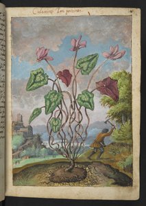 Cyclamen hederifolium, Gherardo Cibon "Paintings of Flora of the Roman States", Add MS 22333, f012r, n. 1564-84 (akvarelli & guassi paperille) tekijältä Gherardo Cibo