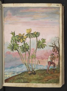 Eranthis hyemalis, Gherardo Cibon "Paintings of Flora of the Flora of the Roman States", Lisää MS 22333, f038r, n. 1564-84 (akvarelli ja guassi paperille) tekijältä Gherardo Cibo