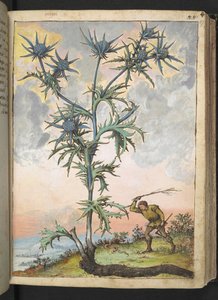 Eryngium maritimum, Gherardo Cibon teoksesta "Paintings of Flora of the Roman States", Lisää MS 22333, f047r, n. 1564-84 (akvarelli ja guassi paperille) tekijältä Gherardo Cibo