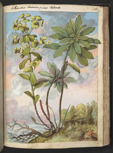 Euphorbia amygdaloides tai Euphorbia characias, Gherardo Cibon "Paintings of Flora of the Flora of the Roman States", Lisää MS 22333, f154r, n. 1564-84 (akvarelli ja guassi paperille) tekijältä Gherardo Cibo