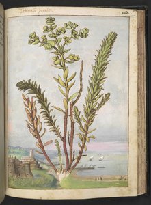 Euphorbia paralias, Gherardo Cibon "Paintings of Flora of the Roman States", Lisää MS 22333, f155r, n. 1564-84 (akvarelli ja guassi paperille) tekijältä Gherardo Cibo