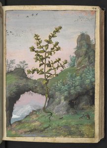 Euphrasia officinalis, Gherardo Cibon "Paintings of Flora of the Roman States", Lisää MS 22333, f041r, n. 1564-84 (akvarelli ja guassi paperille) tekijältä Gherardo Cibo