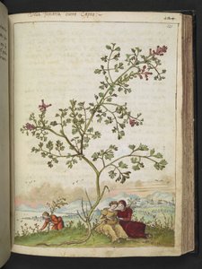 Fumaria gaillardotii , Gherardo Cibon "Paintings of Flora of the Roman States", Lisää MS 22333, f121r, n. 1564-84 (akvarelli ja guassi paperille) tekijältä Gherardo Cibo