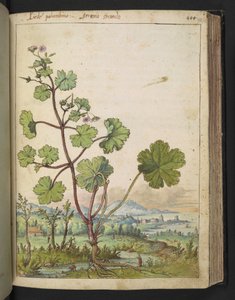 Geranium rotundifolium: Kasvi, jolla on vaaleanpunaiset kukat. , Gherardo Cibon "Paintings of Flora of the Roman States", Lisää MS 22333, f098r, n. 1564-84 (akvarelli ja guassi paperille) tekijältä Gherardo Cibo