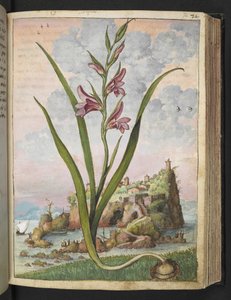 Gladiolus Italicus, Gherardo Cibon "Paintings of Flora of the Roman States", Lisää MS 22333, f072r, n. 1564-84 (akvarelli ja guassi paperille) tekijältä Gherardo Cibo