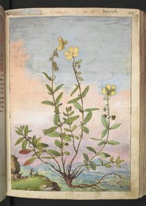 Helianthemum nummularium, Gherardo Cibon teoksesta "Paintings of Flora of the Roman States", Lisää MS 22333, f055r, n. 1564-84 (akvarelli ja guassi paperille) tekijältä Gherardo Cibo