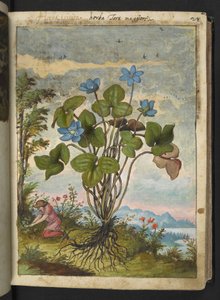 Hepatica nobilis: kasvi, jolla on siniset terälehdet ja henkilö, joka kaivaa tai puhuu pistokkaita, Gherardo Cibon teoksesta Paintings of Flora of the Roman States, Add MS 22333, f032r, n. 1564-84 (akvarelli & guassi paperille) tekijältä Gherardo Cibo