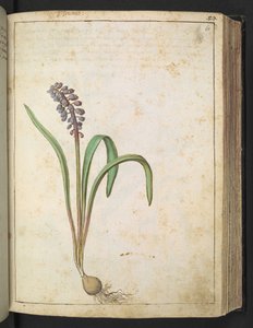 Hyacinthus, Gherardo Cibon "Paintings of Flora of the Roman States", Lisää MS 22333, f060r, n. 1564-84 (akvarelli ja guassi paperille) tekijältä Gherardo Cibo