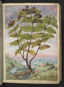 Hypericum hircinum, Gherardo Cibon teoksesta "Paintings of Flora of the Roman States", Lisää MS 22333, f034r, n. 1564-84 (akvarelli ja guassi paperille) tekijältä Gherardo Cibo