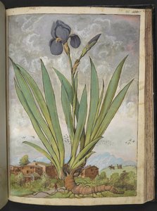 Iris germanica, Gherardo Cibon "Paintings of Flora of the Roman States", Add MS 22333, f148r, c.1564-84 (akvarelli & guassi paperille) tekijältä Gherardo Cibo
