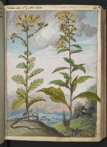 Jacobaeae vulgaris et Senecio ovatu, Gherardo Cibon teoksesta "Paintings of Flora of the Roman States", Add MS 22333, f046r, n. 1564-84 (akvarelli ja guassi paperille) tekijältä Gherardo Cibo