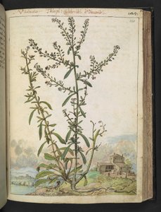 Lepidium graminifolium, Gherardo Cibon "Maalauksia Rooman valtioiden kasvillisuudesta", Lisää MS 22333, f120r, n. 1564-84 (akvarelli ja guassi paperille) tekijältä Gherardo Cibo