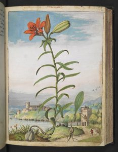 Lilium bulbiferum: Kasvi punaisilla terälehdillä, Gherardo Cibon teoksesta "Paintings of Flora of the Roman States", Add MS 22333, f080r, c.1564-84 (akvarelli ja guassi paperille) tekijältä Gherardo Cibo