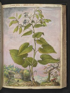 Lunaria redivivia, Gherardo Cibon "Paintings of Flora of the Roman States", Add MS 22333, f124r, n. 1564-84 (akvarelli ja guassi paperille) tekijältä Gherardo Cibo