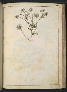 Matricaria chamomilla (Camomilla), Gherardo Cibon teoksesta "Paintings of Flora of the Roman States", Lisää MS 22333, f163r, n. 1564-84 (akvarelli ja guassi paperille) tekijältä Gherardo Cibo