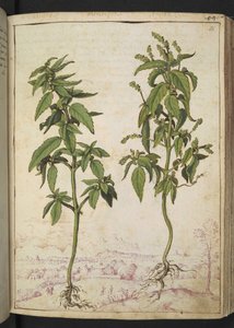 Mercurialis annua, Gherardo Cibon teoksesta "Paintings of Flora of the Roman States", Lisää MS 22333, f056r, n. 1564-84 (akvarelli ja guassi paperille) tekijältä Gherardo Cibo