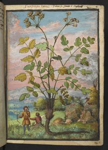 Oenanthe crocata, Gherardo Cibon "Paintings of Flora of the Roman States", Add MS 22333, f008r, n. 1564-84 (akvarelli ja guassi paperille) tekijältä Gherardo Cibo