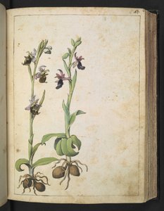 Orchis: Kasvi, jossa on valkoisia ja vaaleanpunaisia kukkia, Gherardo Cibon teoksesta "Paintings of Flora of the Roman States", Add MS 22333, f066r, n. 1564-84 (akvarelli ja guassi paperille) tekijältä Gherardo Cibo