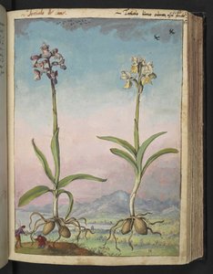 Orchis pallens: Kaksi kukkivaa kasvia, Gherardo Cibon teoksesta "Paintings of Flora of the Roman States", Lisää MS 22333, f064r, n. 1564-84 (akvarelli ja guassi paperille) tekijältä Gherardo Cibo