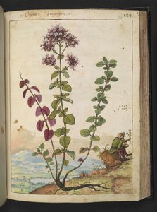 Origanum vulgare, Gherardo Cibon teoksesta "Paintings of Flora of the Roman States", Add MS 22333, f130r, n. 1564-84 (akvarelli ja guassi paperille) tekijältä Gherardo Cibo