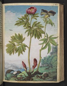 Paeonia officinalis, Gherardo Cibon "Rooman valtioiden kasviston maalauksista", Lisää MS 22333, f085r, n. 1564-84 (akvarelli ja guassi paperille) tekijältä Gherardo Cibo