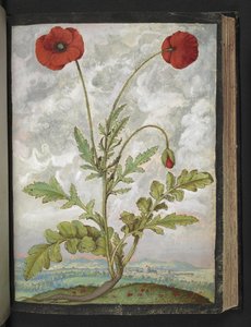 Papaver rhoeas (unikot), Gherardo Cibon "Paintings of Flora of the Roman States", Add MS 22333, f107r, n. 1564-84 (akvarelli ja guassi paperille) tekijältä Gherardo Cibo
