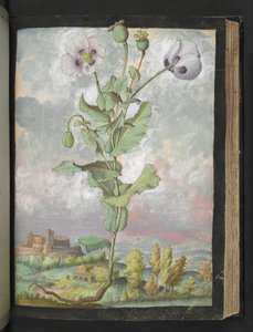 Papaver somniferum: Kasvi, jossa on valkoiset terälehdet, Gherardo Cibon teoksesta Paintings of Flora of the Roman States, Add MS 22333, f108r, c.1564-84 (akvarelli ja guassi paperille) tekijältä Gherardo Cibo