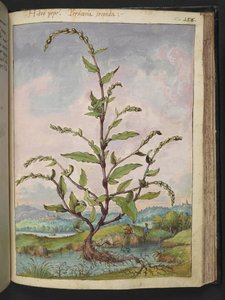 Persicaria hydropiper, Gherardo Cibon "Paintings of Flora of the Flora of the Roman States", Add MS 22333, f152r, n. 1564-84 (akvarelli & guassi paperille) tekijältä Gherardo Cibo