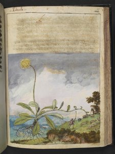Pilosella officinarum, Gherardo Cibon "Paintings of Flora of the Roman States", Add MS 22333, f138r, n. 1564-84 (akvarelli ja guassi paperille) tekijältä Gherardo Cibo