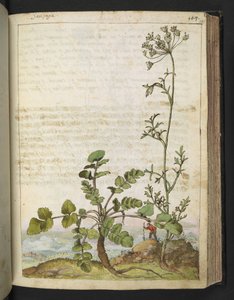 Pimpinella saxifraga, Gherardo Cibon "Paintings of Flora of the Roman States", Add MS 22333, f101r, n. 1564-84 (akvarelli & guassi paperille) tekijältä Gherardo Cibo